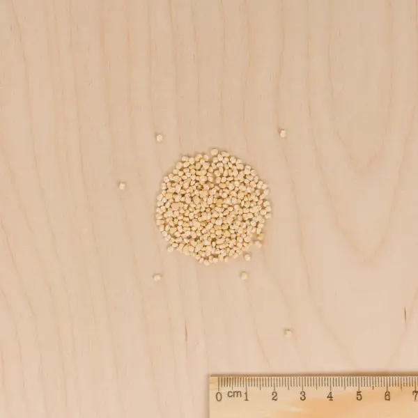 Potagères - Mâche Palace - MEDIA_3D